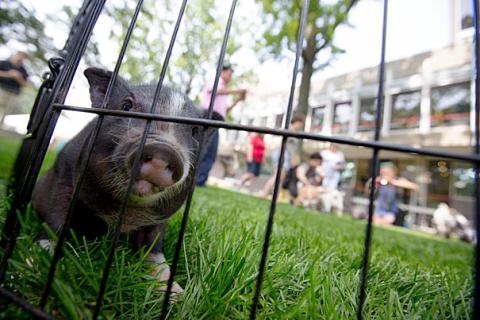 Baby pig in fenced in area on the Plaza's Tanner Lawn